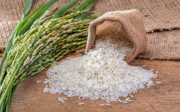 فروش مستقیم برنج محلی 20 کیلویی