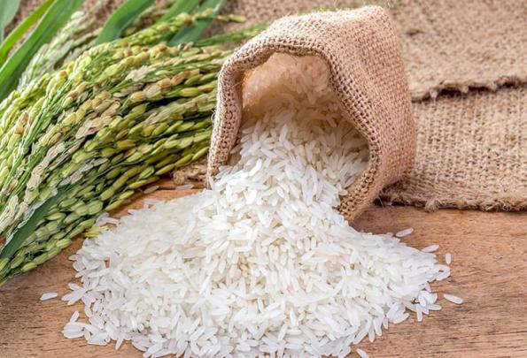 تولیدی برنج طارم هاشمی استخوانی