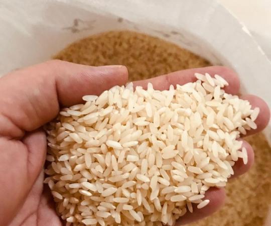 مراحل کاشت برنج طارم هاشمی درجه یک شمال
