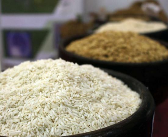 از صفر تا صد کاشت برنج 