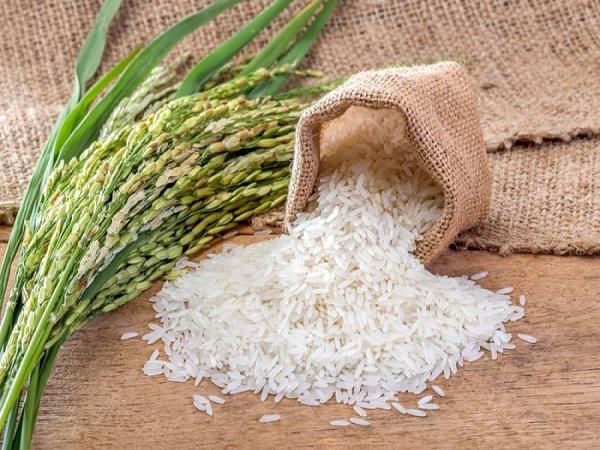 مراکز تولید برنج هاشمی فوق اعلا