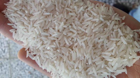 توزیع برنج سرلاشه طارم هاشمی بدون واسطه