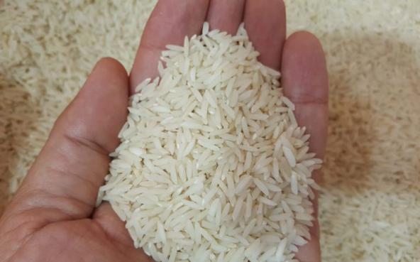 تولید برنج طارم هاشمی پنج ستاره