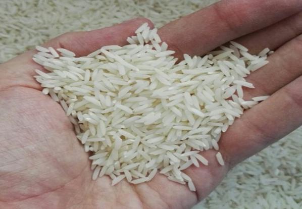 تولید انبوه برنج طارم هاشمی شمال
