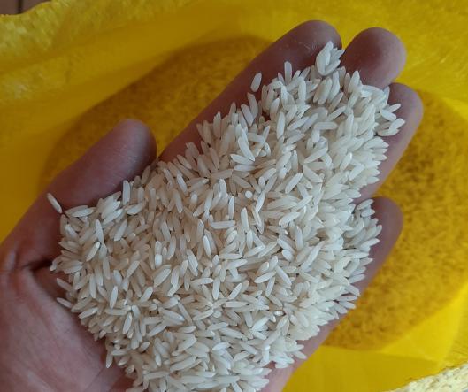 مرکز تولید برنج هاشمی معطر