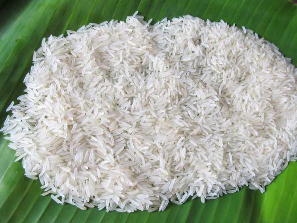 پخش انبوه برنج هاشمی سفید