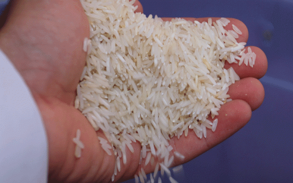 صادرات برنج طارم هاشمی عطری