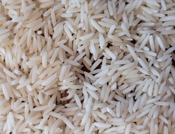 تولید کننده انبوه برنج طارم هاشمی ممتاز