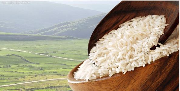 عرضه کننده برنج طارم هاشمی شمال