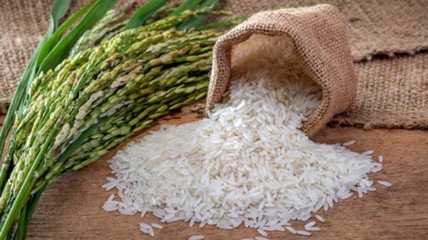 تولید کننده عمده برنج طارم خالص
