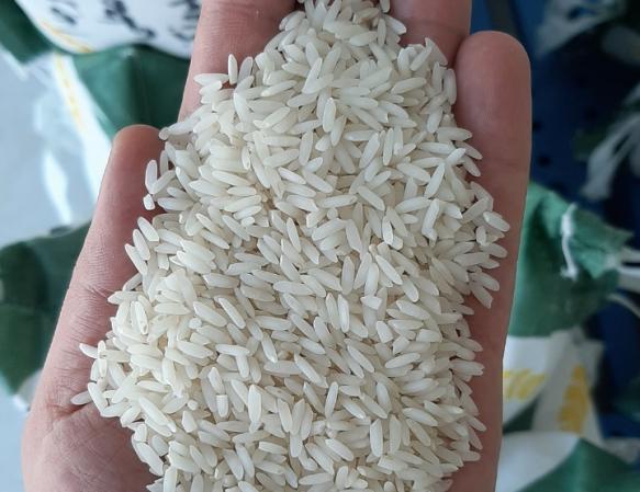 تولیدی برنج طارم محلی