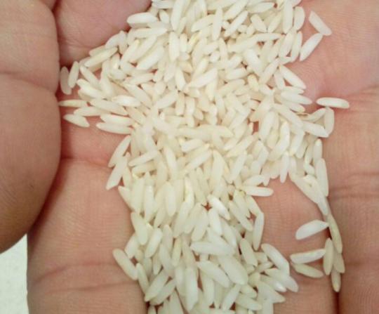 برنج طارم هاشمی دابو ۴۲ چیست؟