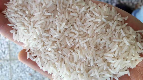 پخش برنج طارم هاشمی درجه یک شمال