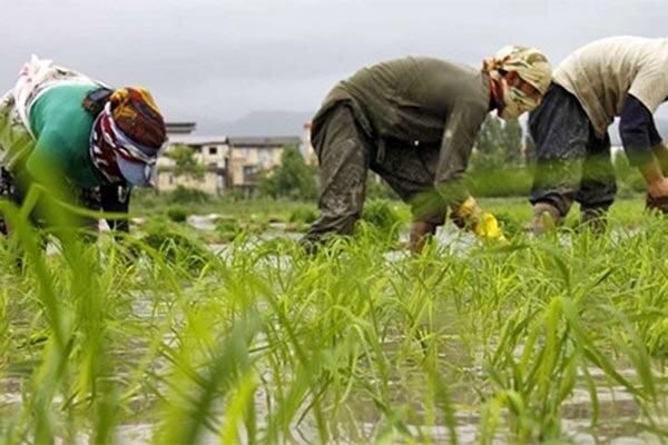 قیمت برنج از کشاورز و چگونگی انجام این خرید